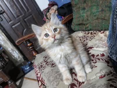 Persian kitten