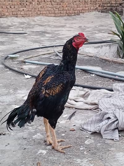 Aseel murga black, black Aseel, black jawa