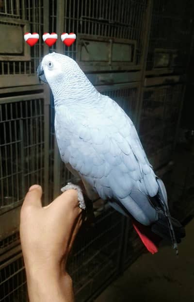 grey parrot female /03152248124