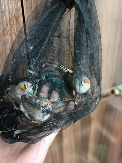 Undersize Zebra Finch