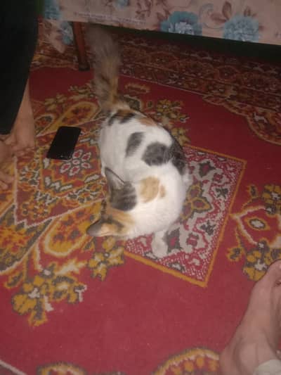 Persian cat Free