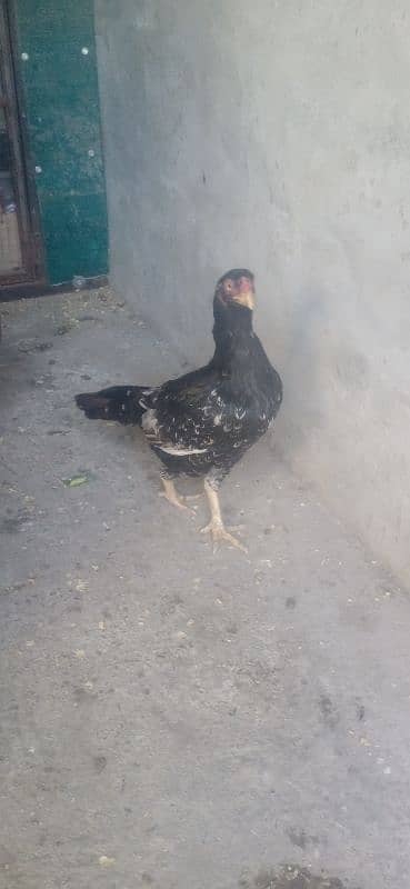 Aseel pair of female chicken
