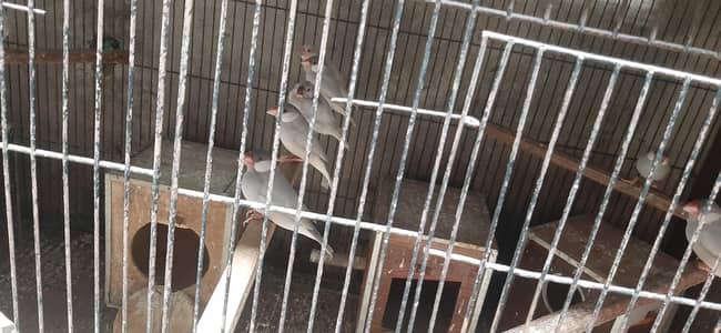 good health and good flying  (0304-4738483)(0329-4188883)