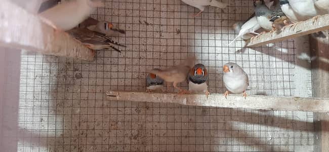 good health and good flying  (0304-4738483)(0329-4188883)