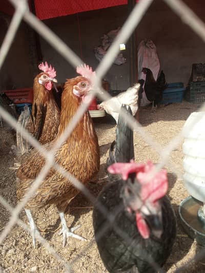 Egg laying hens