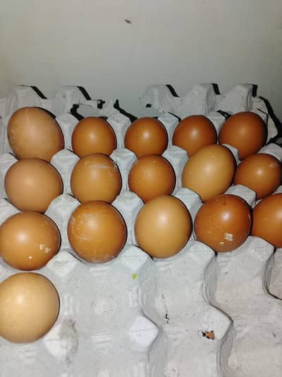 fresh egg 03132105582