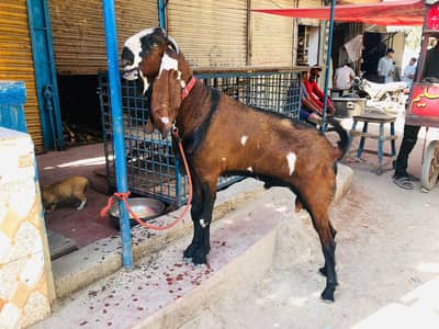 mashAllah khusbsruat pure nagra nasal