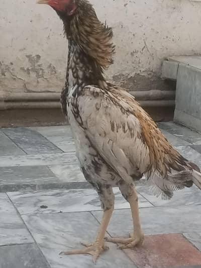 pure aseel murga murgi pair for sale location khushab