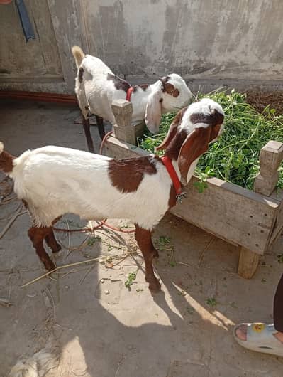 چار ماہ عمر ہے ایک بکرا ہے ایک بکری 03047807828یں