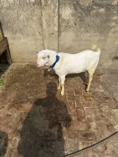 Pure tedda / burberry bakra