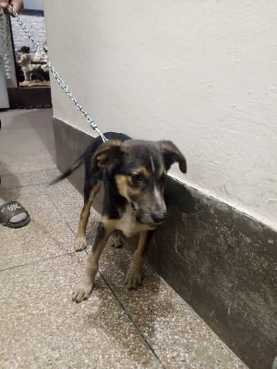 German shepherd puppy for sale