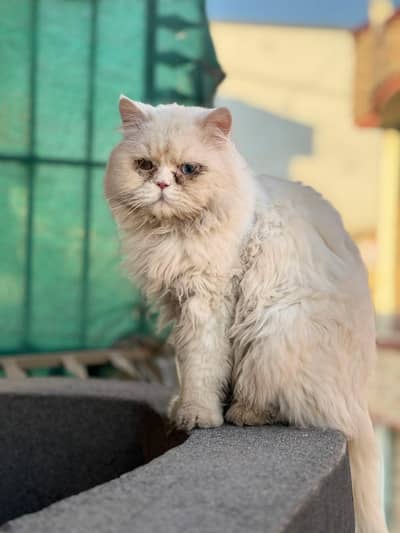 Punch face breeder female persian cat
