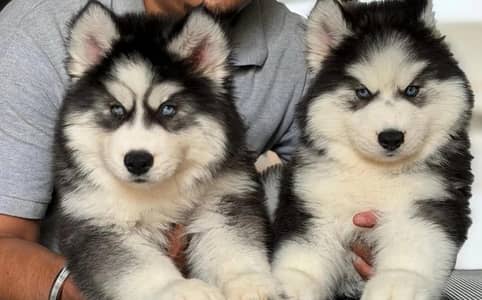husky puppies 03425655411