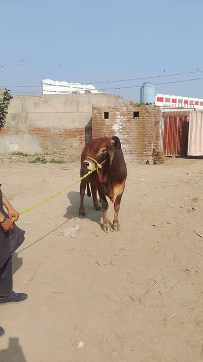 Qurbani animal