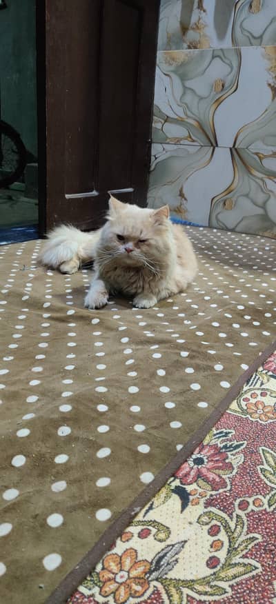 fawn persian male for mating