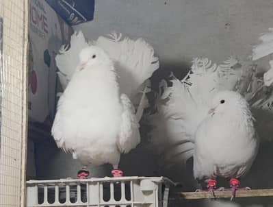 Fantail pegion Breader Pair lake kuboter