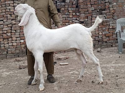 rajanpuri bakra urgent for sale