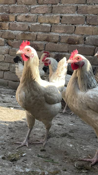 Desi Golden/Misri Egg Laying Hens for sale in Chakwal