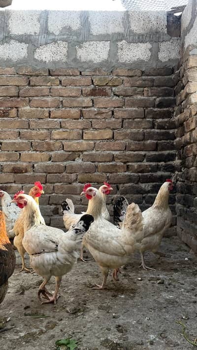 Desi Golden/Misri Egg Laying Hens for sale in Chakwal