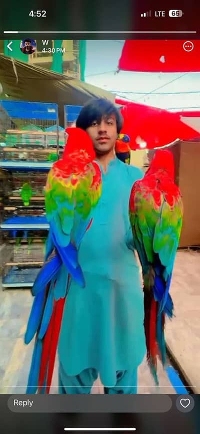All types of exotic parrots