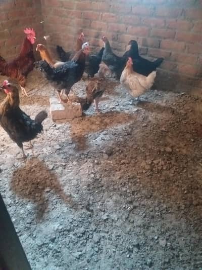 dssi golden Misiry  eggs  laying hen
