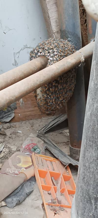 Choti makhi ka shehad ka chatta