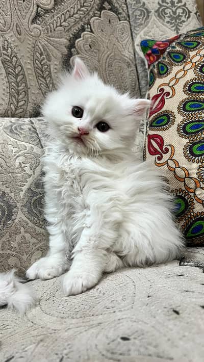 pure Persian triple coated kitten