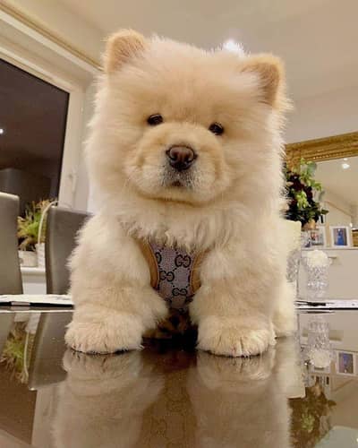 chow chow puppies 03425655411