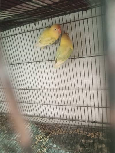 parblue pastle ino breeder pair