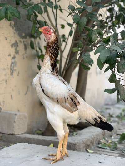 King size Shamo female