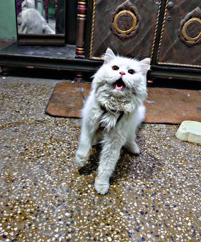 Persian cats pair for sale (Litter trained) odd eyes