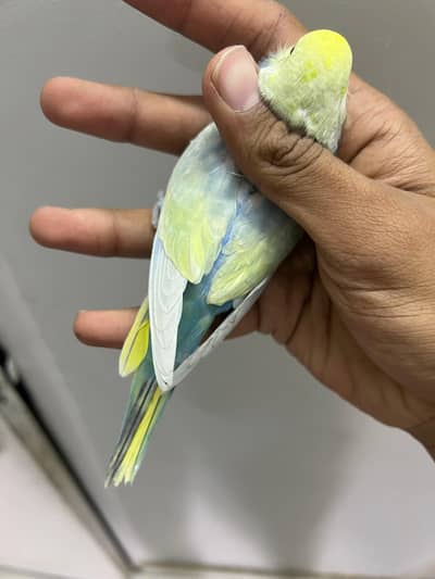 rainbow clearwing top class