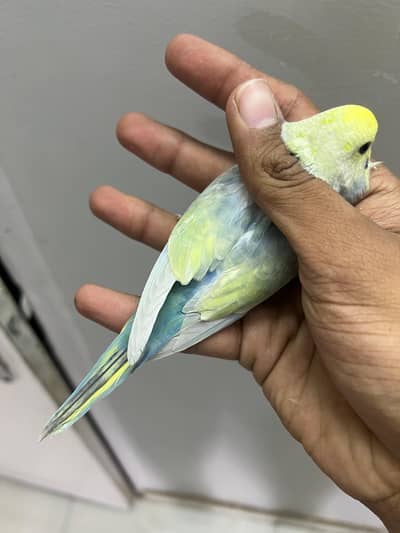 rainbow  male mauve violet cw gf top class