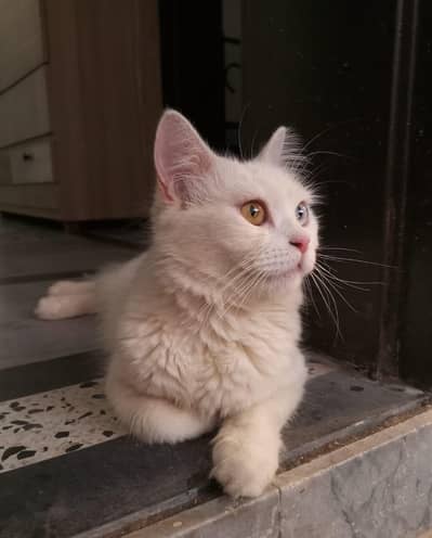 exchange possible with birds hens