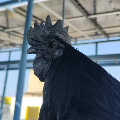 Ayam chemani eggs available