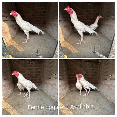 Fresh And Fertile Paper White Heera Aseel/Cheena Eggs Are Available