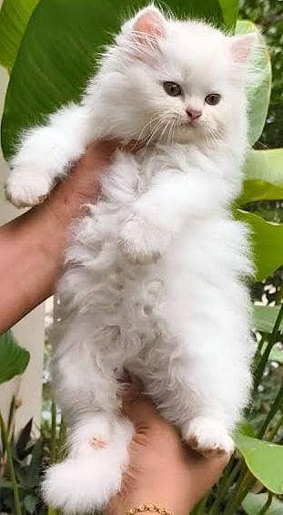 PERSIAN KITTENS. . . ALL COLORS AVAILABLE