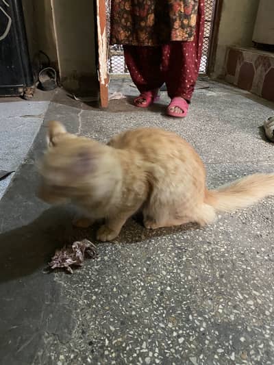 Persian cat in very cheap price