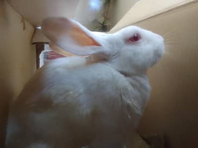 rabbit breeder pair for sale