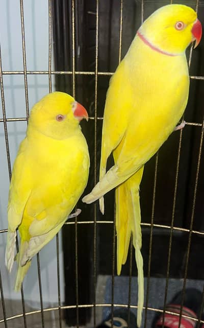 Yellow parrot | ringneck pair | creemno parrot | red eyes parrots