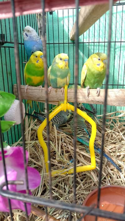 4 Pair Australian Budgies