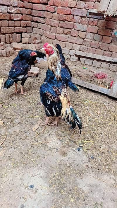 mashallha bareedar murga ha Java jes bahi ny lana rapta kry