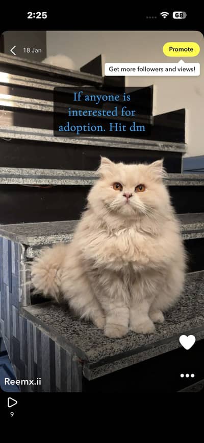 Persian Male cat for sale