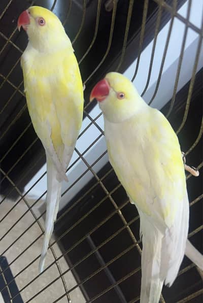 Yellow parrot | ringneck pair | creemno parrot | red eyes parrots