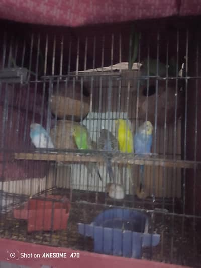 5 pair ha or cage be ha sat jora Laga ha