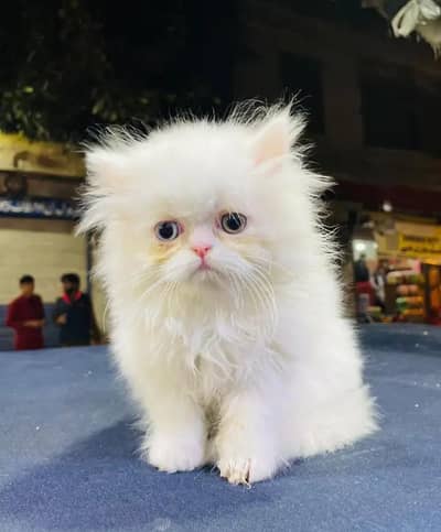 Persian female kitten for sale My WhatsApp number 03 20 24 100 47