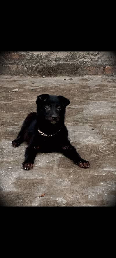 German shepherd mixed breed