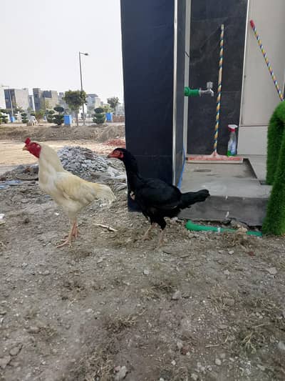 Hera and pure nawab line female pair