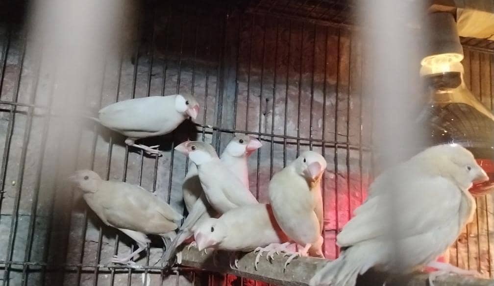 Fawn java ka pathy 0