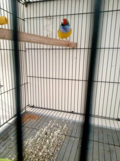 Gouldian Finch for sale